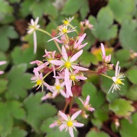 Saxifraga fortunei 'Pink Mist'